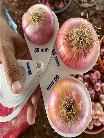 Indian Fresh Red Onion